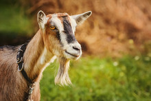 Portrait Of Billy Goat
