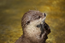Otter (animal), Close Up