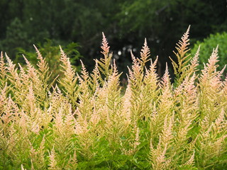 Wall Mural - Blooming Astilbe arendsii - false goat's beard,  false spirea, Poland