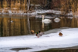 Fototapeta Na sufit - Winter im Park - Enten und Schwäne schwimmen im leicht zugefroreren See