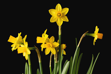 Wall Mural - bouquet of daffodils on a black background