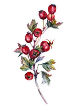 Watercolor Hawthorn Branch