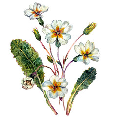 Watercolor Primrose Composition