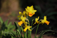 Close-up Of Yellow Narcissus Flower In The Spring Garden