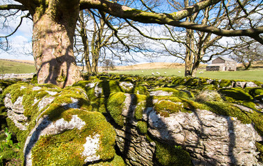 Moss covers boulders beneath a large tree and next to agricultural land with sheep grazing. Peak District, England.