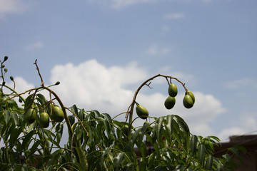 green tropical fruits o a tree