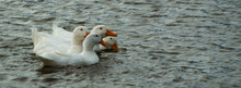Large Heavy White Aylesbury, Pekin.Peking Ducks, White Feathers And Yellow Bills On Pond