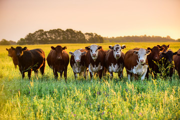 Steers looking at the camera, Pampas, Argentina