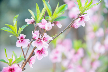 Wall Mural - branch of red flowers blossom background 