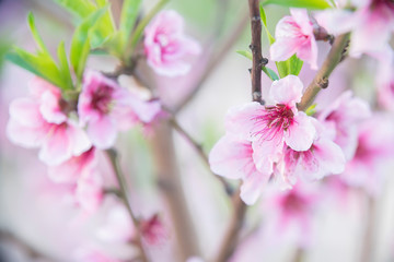 Wall Mural - branch of red flowers blossom background 