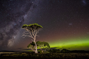aurora australis or southern lights and milky way behind gum trees