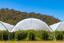 Berry Farm Tasmania Australia