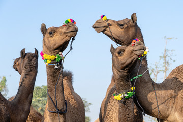 Wall Mural - Camels in desert Thar during Pushkar Camel Fair, Rajasthan, India