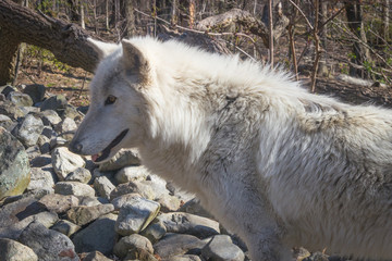 Wall Mural - Wolf 