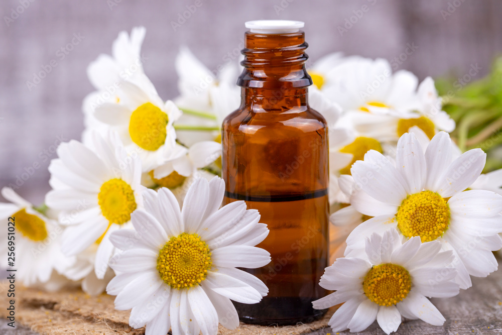 Essential oil in glass bottle with fresh chamomile flowers, beauty treatment. - obrazy, fototapety, plakaty 