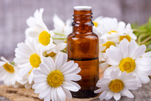 Essential Oil In Glass Bottle With Fresh Chamomile Flowers, Beauty Treatment.