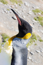 Portrait Of A Molting King Penguin At An Angle