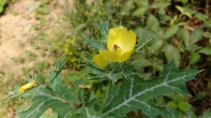 The cactus flower