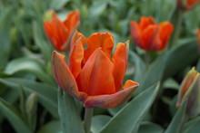 Tulip One