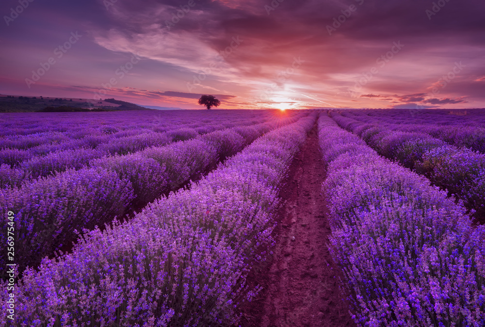 Lavender fields. Beautiful image of lavender field. Summer sunset landscape, contrasting colors. Dark clouds, dramatic sunset. - obrazy, fototapety, plakaty 