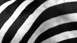 Fototapeta Zebra - Close up of zebra stripes