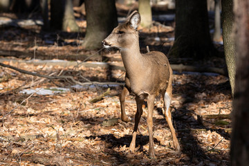 Poster - White-tailed deer (Odocoileus virginianus) also knows as Virginia deer - Hind in winter forest.Wild nature scene from Wisconsin