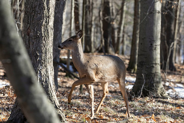 Fototapete - White-tailed deer (Odocoileus virginianus) also knows as Virginia deer - Hind in winter forest.Wild nature scene from Wisconsin