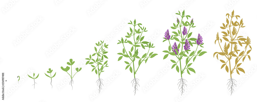 Growth stages of Alfalfa plant. Vector flat illustration. Medicago sativa. Lucerne grown life cycle. - obrazy, fototapety, plakaty 
