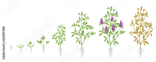 Fotografía Growth stages of Alfalfa plant