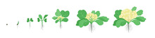 Crop Stages Of Cauliflower Cabbage. Growing Cauliflower Plants. Harvest Growth Vegetable. Brassica Oleracea Vector Flat Illustration.