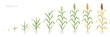Crop stages of Sorghum. Growing Sorghum plant. Harvest growth grain. Sorghum bicolor. Vector flat Illustration.