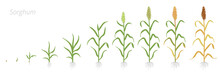 Crop Stages Of Sorghum. Growing Sorghum Plant. Harvest Growth Grain. Sorghum Bicolor. Vector Flat Illustration.