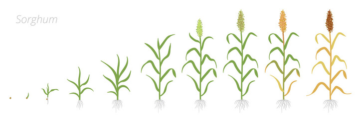 Wall Mural - Crop stages of Sorghum. Growing Sorghum plant. Harvest growth grain. Sorghum bicolor. Vector flat Illustration.