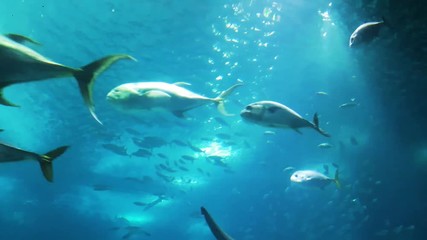 Wall Mural - Oceanarium, aquarium large collection of marine species. Marine mammal park. Ocean habitat with marine animals.