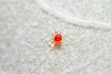 Sticker - red mite on plant