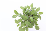 Fototapeta  - Salvia herb isolated on white background. Top view. Flat lay pattern.