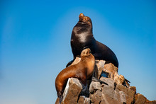Sea Lions Basking In The Sun At Lands End In The Resort Of Cabo San Lucas At The Southern Tip Of Baja California In Mexico