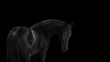 Silhouette of a beautiful frisian horse on black background isolated