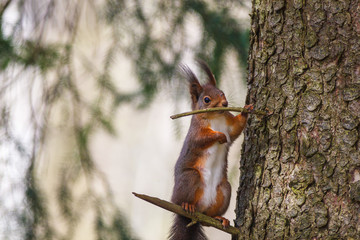 red squirrel standing on a tree branch at a tree