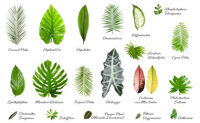 Set of different tropical leaves on white background