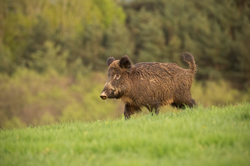 Wall Mural - wild boar, sus scrofa, walking trough a spring meadow. wildlife scenery with fresh green colors. wil