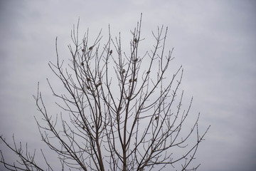 Birds are sitting on the branches of a tree