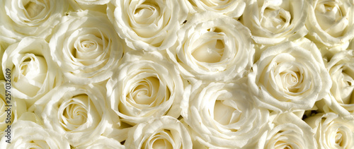 Obraz na PCV Weiße Rosen Banner