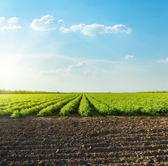 Wall Mural - good sunset with clouds over agricultural green field with tomatoes