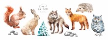 Watercolor Illustrations Of Forest Animals: Hare, Wolf, Fox, Hedgehog, Owl, Squirrel, Spruce, Isolated Freehand Drawings