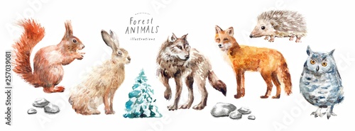 Obraz na plátne Watercolor illustrations of forest animals: hare, wolf, fox, hedgehog, owl, squi