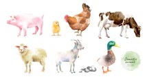 Watercolor Illustrations Of Domestic Animals: Pig, Chicken, Chicken, Cow, Ram, Goat, Duck, Isolated Drawings By Hand