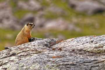 Wall Mural - Marmot