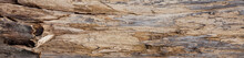 Tree Trunk Stripped Of Bark Background Or Texture