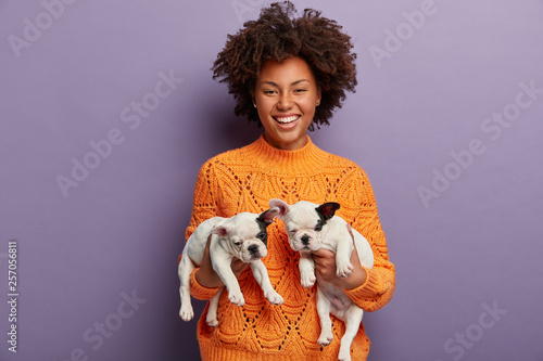 Cheerful mistress holds new born small puppies in both hands, wears orange jumper, finds new host for pets, being in good mood after stroll with two french bulldogs, isolated over purple wall